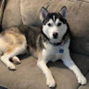 Meet your Posher, Izzy